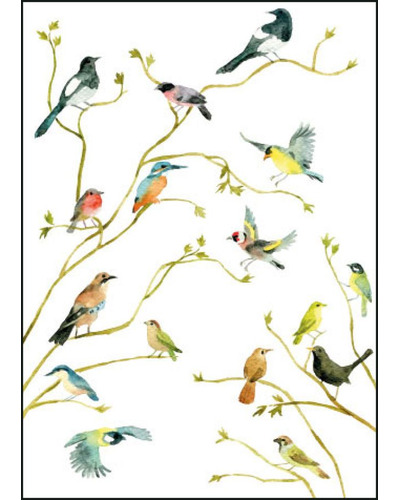 Card B&B - GC389 Birds